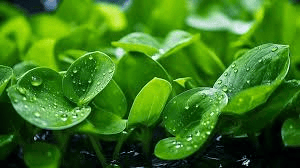 Chlorella: The Ultimate Food Supplement for Detox - Mysuperfoodrx