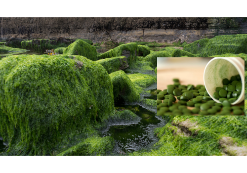 Chlorella food supplement for bone health