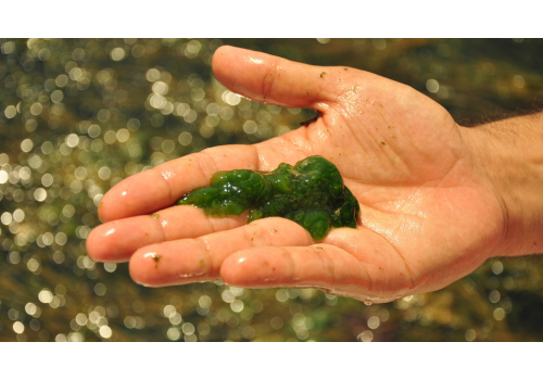 Chlorella food supplement for detoxification