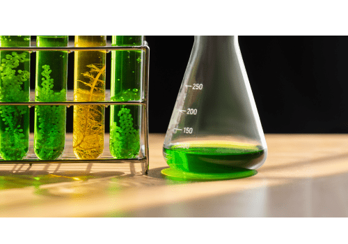 Chlorella food supplement for antioxidant support - Mysuperfoodrx