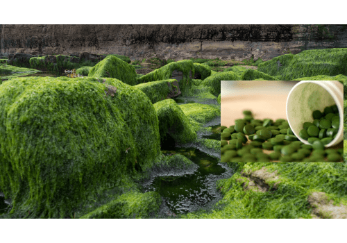 Chlorella food supplement for bone health - Mysuperfoodrx