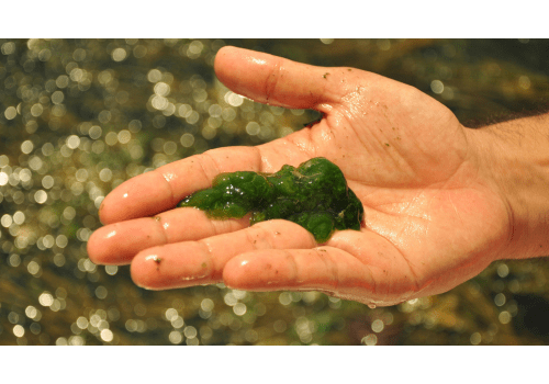Chlorella food supplement for detoxification - Mysuperfoodrx