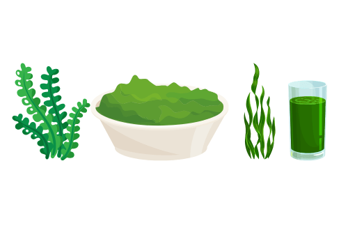 Chlorella food supplement for digestive health - Mysuperfoodrx