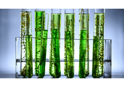 Chlorella food supplement for plant-based nutrition - Mysuperfoodrx