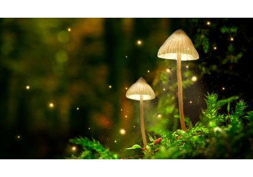 Chlorella food supplement for radiation protection - Mysuperfoodrx