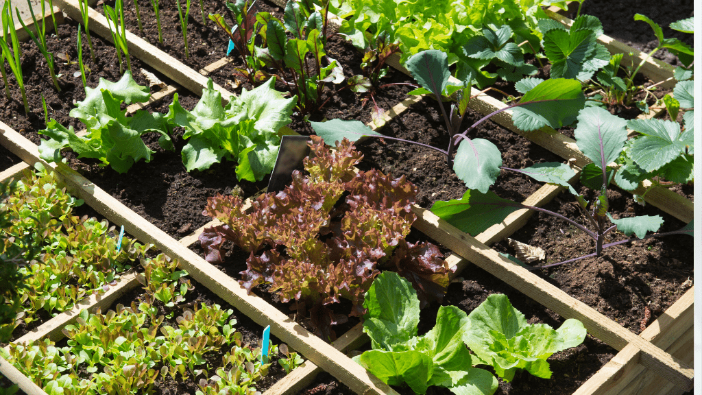 Growing High-Fiber Vegetables at Home: What You Need to Know - Mysuperfoodrx